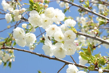 sakura cherry blossom tree 
