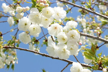 sakura cherry blossom tree flowers