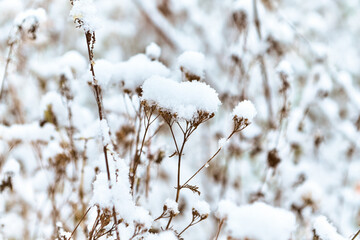 Wild meadow flowers with snow. Winter scenery. Christmas background