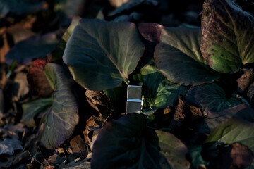  bottle of perfume in the leaves
