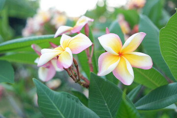 Frangipani flower with trees.
