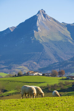Meadows, farmhouse and sheep in Lazkaomendi with the Aralar mountain range in the background, Euskadi