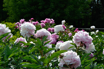 beautiful pink and white peony flowers in the garden. summer in the park, daylight background.