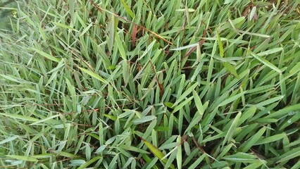 green grass background