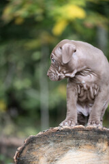An American Pit Bull Terrier puppy playing on a sawn tree.