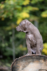 An American Pit Bull Terrier puppy playing on a sawn tree.