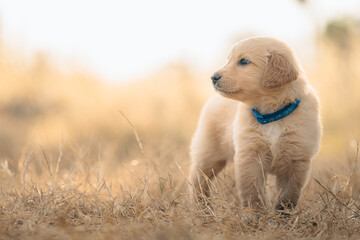 Cute purebred golden Labrador retriever brown puppy dog standing outdoor in the yellow grass field. lovely pet, adorable doggy with copy space