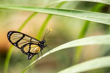 beautiful butterfly of unusual bright color on flowers in vivo