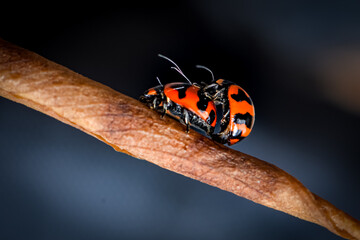 ladybug a leaf