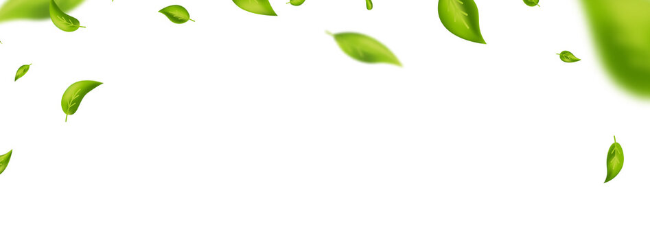 Green flying leaves frame. Leaf falling. Fresh tea background. Beauty product. Green foliage ornament. Vegan, eco, organic design element. Cosmetic pattern border. Vector illustration