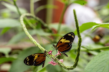beautiful butterfly of unusual bright color on flowers in vivo