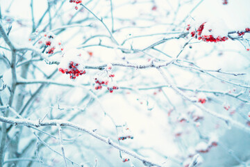 The concept of a winter forest with snow on the branches and a red rowan berry. Frost and snow flakes on a tree