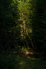 The sun is in the forest, a spot of light under the canopy of foliage