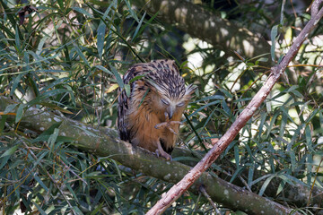 Buffy Fish Owl - Ketupa ketupu known as the Malay fish owl, is a species of owl in the family...