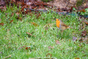 Rouge-gorge dans un jardin particulier pendant l'hiver
