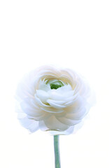 A large white ranunculus flower on a white background.Isolated Asian buttercup on a perfectly white background. Layout for a design with space to copy. High quality photo