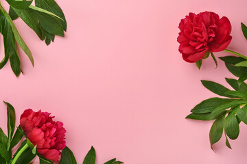 Beautiful red peony flowers bouquet over pink background, top view, copy space, flat-lay. Valentines day, mothers day background.