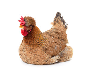 Small brown chicken.