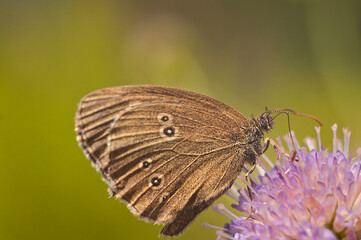 Obraz premium nature, macro