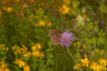 nature, macro