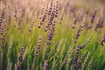 Lavender Flowers in Evening Field Closeup View