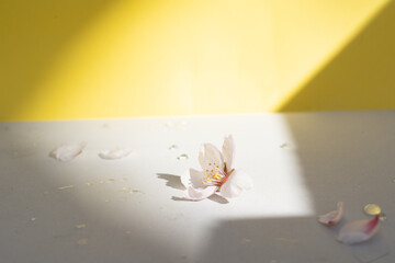 Minimal product display