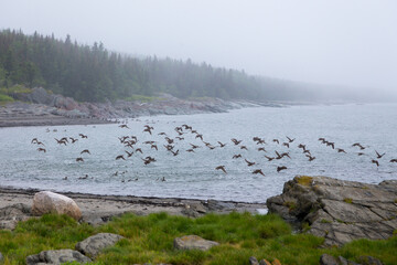 Fototapeta premium Flock of female common eider ducks flying away over the St. Lawrence River next to island off Rivière du-Loup, with beach in soft focus foreground, Quebec, Canada
