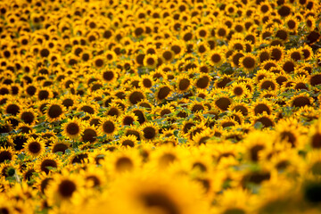 Large field of blooming sunflowers in sunlight. Agronomy, agriculture and botany.