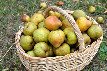 close-up of the stack of freshly harvested ripe  organic pears  in the garden