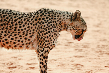 A large leopard in the Kalahari Desert. Namibia.