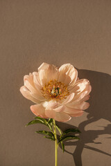 Gentle elegant peony flower with sunlight shadows. Aesthetic bohemian floral composition © Floral Deco
