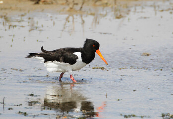 An Oystercatcher (Haematopus ostralegus) searching for Food, Peninsula Nordstrand, Germany, Europe