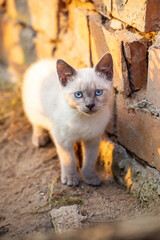 Cute siamese kitten with blue eyes outdoors