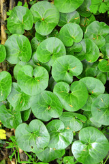 Asarum europaeum grows in the forest