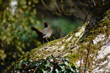 Fototapete bei efototapeten.de bestellen   
