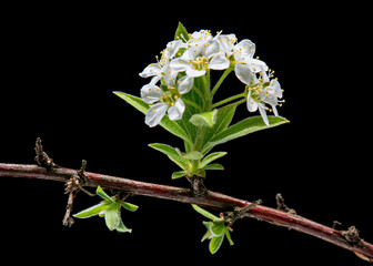 Obraz premium Blooming flowers of white Spirea bush isolated on white background, close-up.