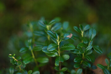 nature