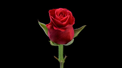 Single beautiful red rose isolated on black background