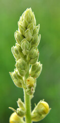 It blooms in the wild mullein (Verbascum)