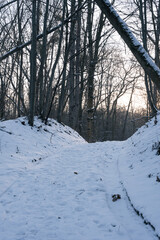Cold winter day in the snow-covered forest