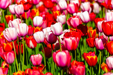 pink tulips in the field during the day