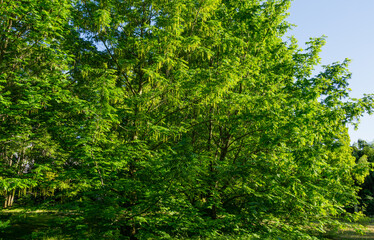 New leaves with flowers of the Pecan nut tree (Carya illinoinensis). Male inflorescence on pecan branches. Spring Arboretum Park Southern Cultures in Sirius (Adler) Sochi. Selective focus.