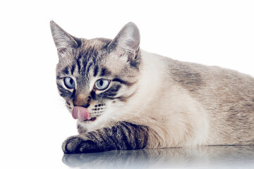 Thai purebred cat on a white background.