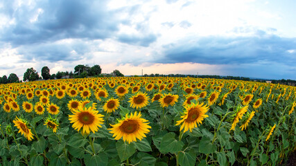 Obraz premium large field of blooming sunflowers against the backdrop of a sunny cloudy sky. Agronomy, agriculture