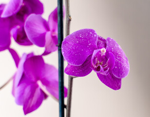 purple orchid on pale pink background close up