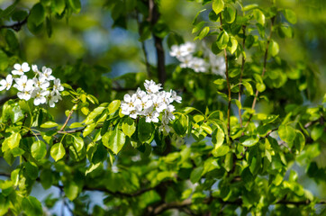 blooming white lilac on a sunny day on a green background