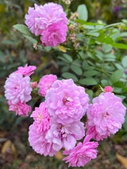 pink hydrangea flowers