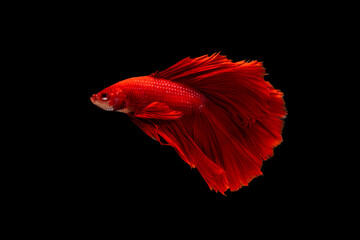 Swimming Action of Betta, Siamese fighting fish, Colorful Betta, pla-kad (biting fish) Thai; Half moon red betta isolated on black background with clipping path