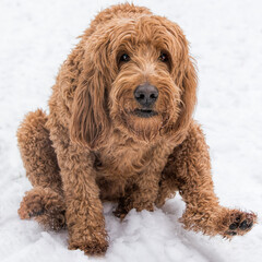 Funny brown golden doodle dog fidgets in the snow on his butt - obrazy, fototapety, plakaty