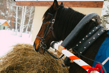 horse in a stable